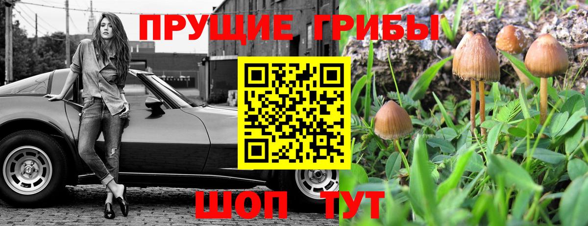 Псилоцибиновые грибы Psilocybine cubensis Сарапул